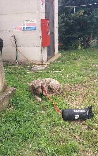 Cane pastore abruzzese rischia di annegare in vasca di liquami
